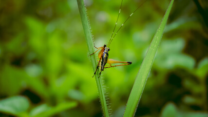 dragonfly on a branch