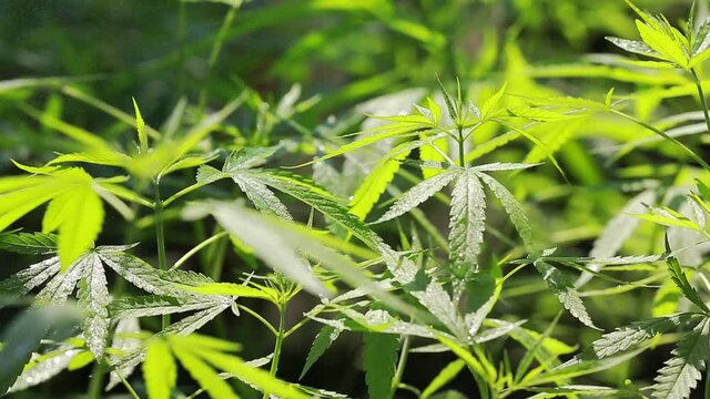 Cannabis green background