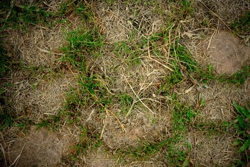 Grass that grows along the paved brick furrows.