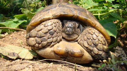 Naklejka premium Tortoise ; Close up. Tortoise hiding in shell in nature, Turtle. Turtle looking forward. A Tortoise walking on soil land, turtle. Reptiles, Reptile, animal, animals, pet, pets, wildlife, forest, woods