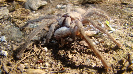 Tarantula.
Spider Tarantula.
Tarantula catches & eats a gecko predator killing prey, deadly fangs bite in lizard.
gecko; It's also called Mediterranean house gecko, wall gecko, house lizard.
wildlife