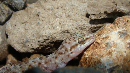 Gecko, close up.
Camouflage lizards.
reptile, reptiles.
Camouflage animals.
Mediterranean house gecko, akdeniz sakanguru, pacific house gecko, wall gecko, house lizard.
animal, wildlife, wild nature