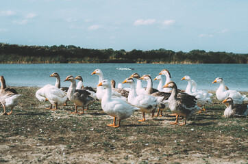 Flock of geese in a rural setting by a lake 