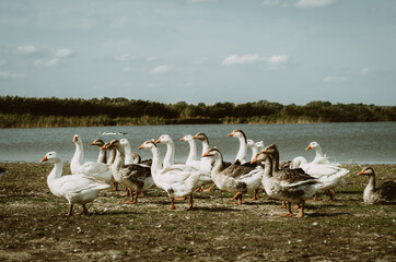 Flock of geese in a rural setting by a lake 