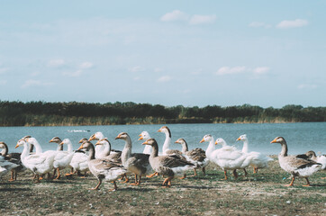 Flock of geese in a rural setting by a lake 