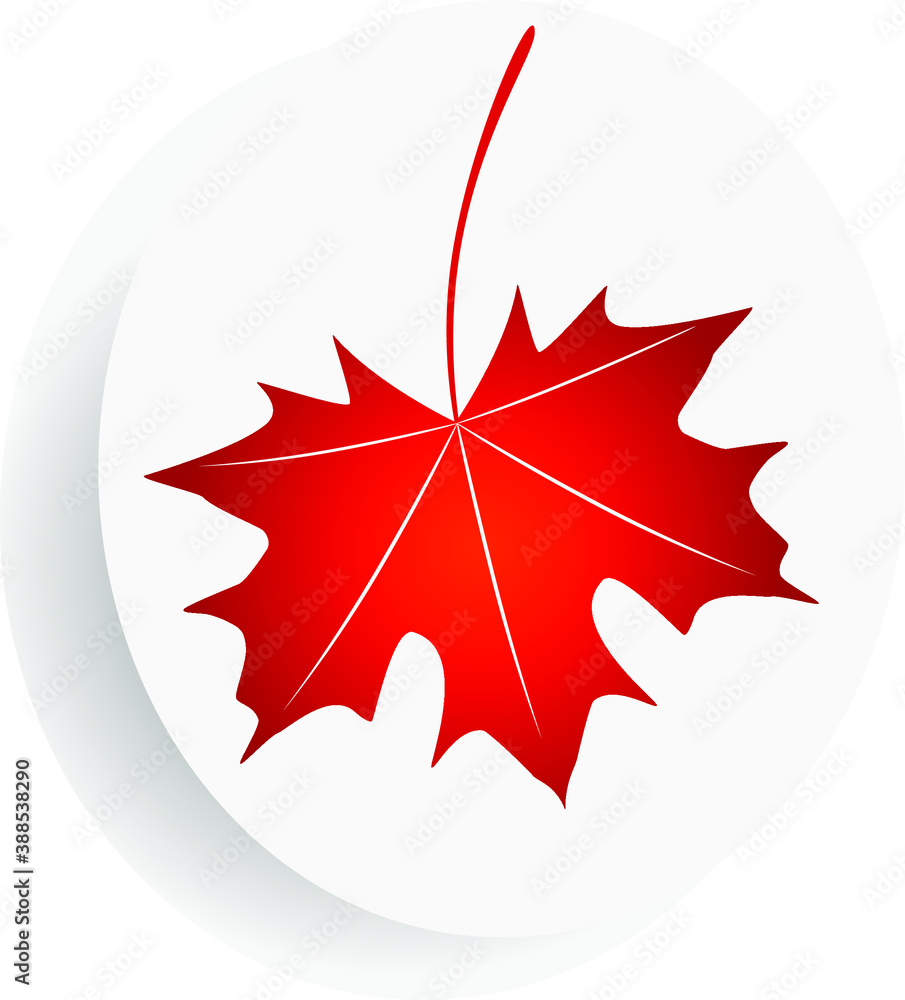 Canvas Prints the red maple leaf in a circle.