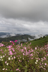 Fototapeta premium Panoramic view of mountain, white clouds, fog and colorful cosmos flowers in the northern part of Thailand.