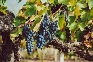 Bunch of purple grapes on vine. Concept autumn/fall harvest, abundance, winemaking