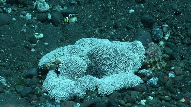 Clown fish - Saddleback Anemonefish - Amphiprion polymnus in anemone. Underwater world of Tulamben, Bali, Indonesia. 4k underwater video.