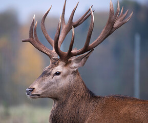 Nice big deer in autumn colours. deer portrait on dark background.Grazing animal in natural background, space for text, horizontal. Deer head with big horns close up.