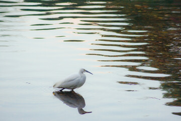 川に佇むシロサギのイメージ