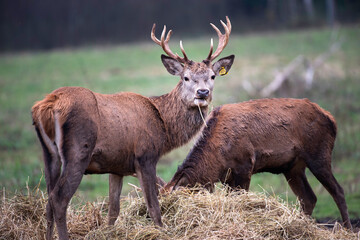 Group of deers in blurry background. Deers is growing in wild forest and are save from hunters. Beautiful animals in a meadow. 
