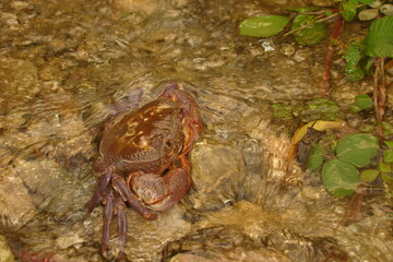 Crab.
Close up of a crab.
Closeup claw crab.
Big crab in the water at the beach, crabs, marine animals, animal themes, Arthropoda, sea, river, beach, wildlife, wild nature, crustacean, Environment