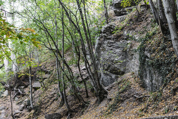 foliage of a tropical tree on a summer sunny day in the city