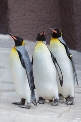 Fototapeta premium オウサマペンギンの列