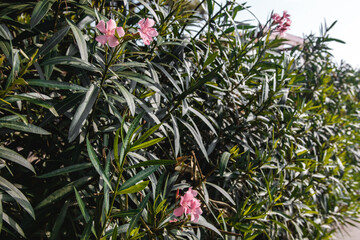 foliage of a tropical tree on a summer sunny day in the city
