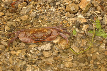 Crab.
Close up of a crab.
Closeup claw crab.
Big crab in the water at the beach, crabs, marine animals, animal themes, Arthropoda, sea, river, beach, wildlife, wild nature, crustacean, Environment