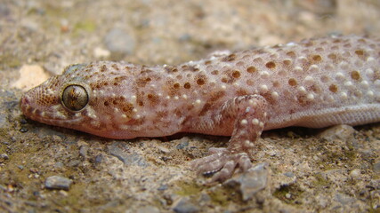 Gecko, close up.
Camouflage lizards.
reptile, reptiles.
Camouflage animals.
Mediterranean house gecko, akdeniz sakanguru, pacific house gecko, wall gecko, house lizard.
animal, wildlife, wild nature