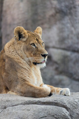 Obraz premium メスライオン