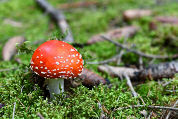 roter Fliegenpilz