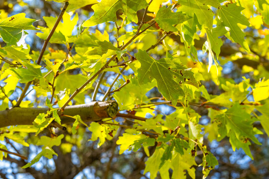 Green plane tree leaves on tree branches with sunshine