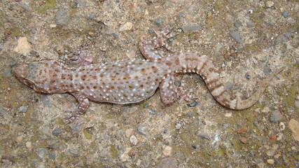 Gecko, close up.
Camouflage lizards.
reptile, reptiles.
Camouflage animals.
Mediterranean house gecko, akdeniz sakanguru, pacific house gecko, wall gecko, house lizard.
animal, wildlife, wild nature