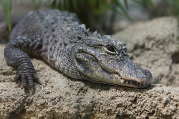 ヨウスコウワニ