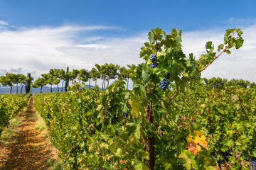 Fototapeta na wymiar Weinanbau in Suvereto in der Toskana, Italien