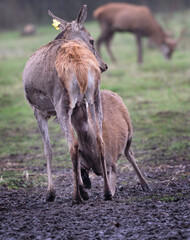 Group of deers in blurry background. Deers is growing in wild forest and are save from hunters. Beautiful animals in a meadow. 