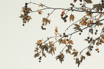 Brown color plane tree leaves and fruits isolated on white background