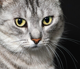 Cat portrait close up. Amazing beautiful cat close up.Cat looking to the left, isolated in dark background looking with pleading stare at the viewer with space for text. Head croped, vertical