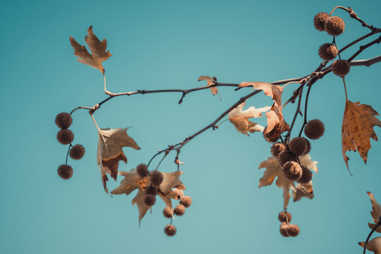 Brown color plane tree leaves and fruits isolated on blue sky background