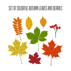 Set of colorful autumn leaves and berries