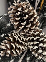 Frosted Pine Cones in Close-Up
