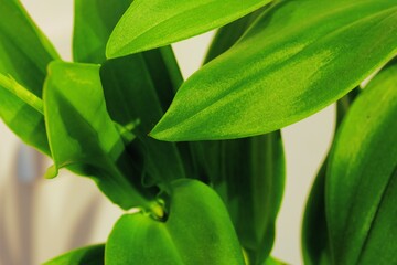 close up of green plant leaves