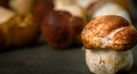 Many, Delicious, ready to cook Mushrooms,  close up photography with copy space on a dark grey background 