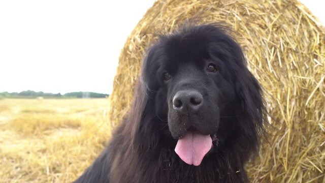 Female black Newfoundland dog lying on grass meadow. Newfoundland dog breed in an outdoor. Black dog standing in profile. Hairy cutie dog smiles . The dog stuck out its long pink tongue.