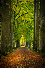 Fototapeta na wymiar Avenue of Autumnal trees, located in perthshire, scotland.