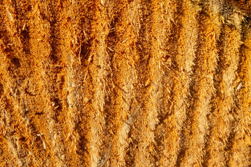 Background rough unpolished rough texture of saw cut wood closeup