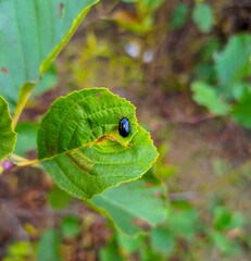 shiny dark blue beetle on a green leaf of a bush