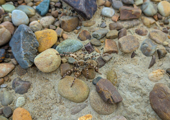 brown spotted spider on a background of stones and earth on the banks of a mountain river