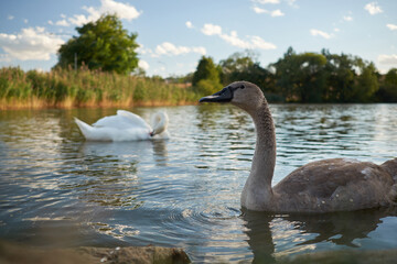 grey swans on the lake