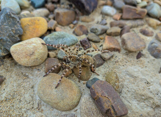 brown spotted spider on a background of stones and earth on the banks of a mountain river