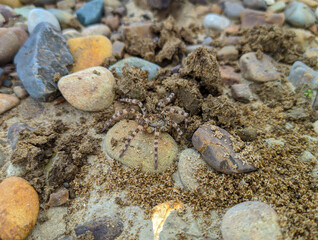brown spotted spider on a background of stones and earth on the banks of a mountain river