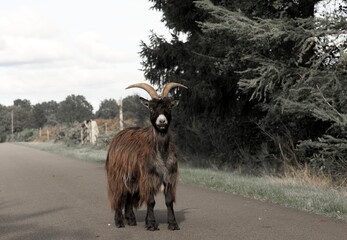 Mountain goat on the road