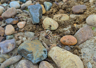 brown spotted spider on a background of stones and earth on the banks of a mountain river