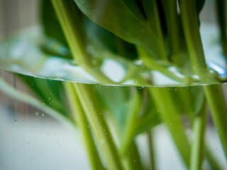 Green stalks of peonies in a vase of water