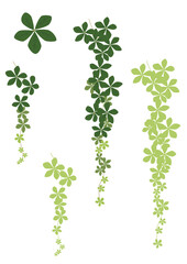 観葉植物：装飾-シュガーバイン