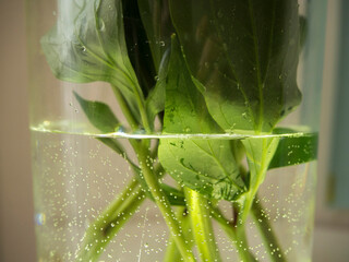 Green stems of peonies in a vase of water