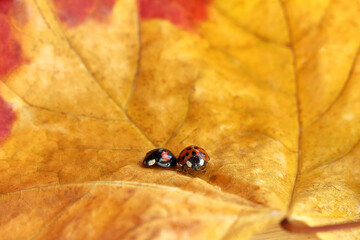 black and red ladybugs sit on a yellow autumn leaf close-up. so different together